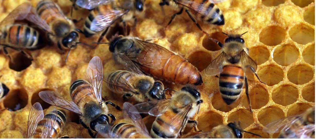 Honey bees on comb