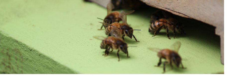 Honey bees at the entrance of a hive